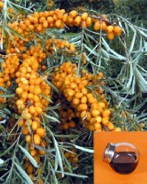 Seabuckthorn Fruit Oil